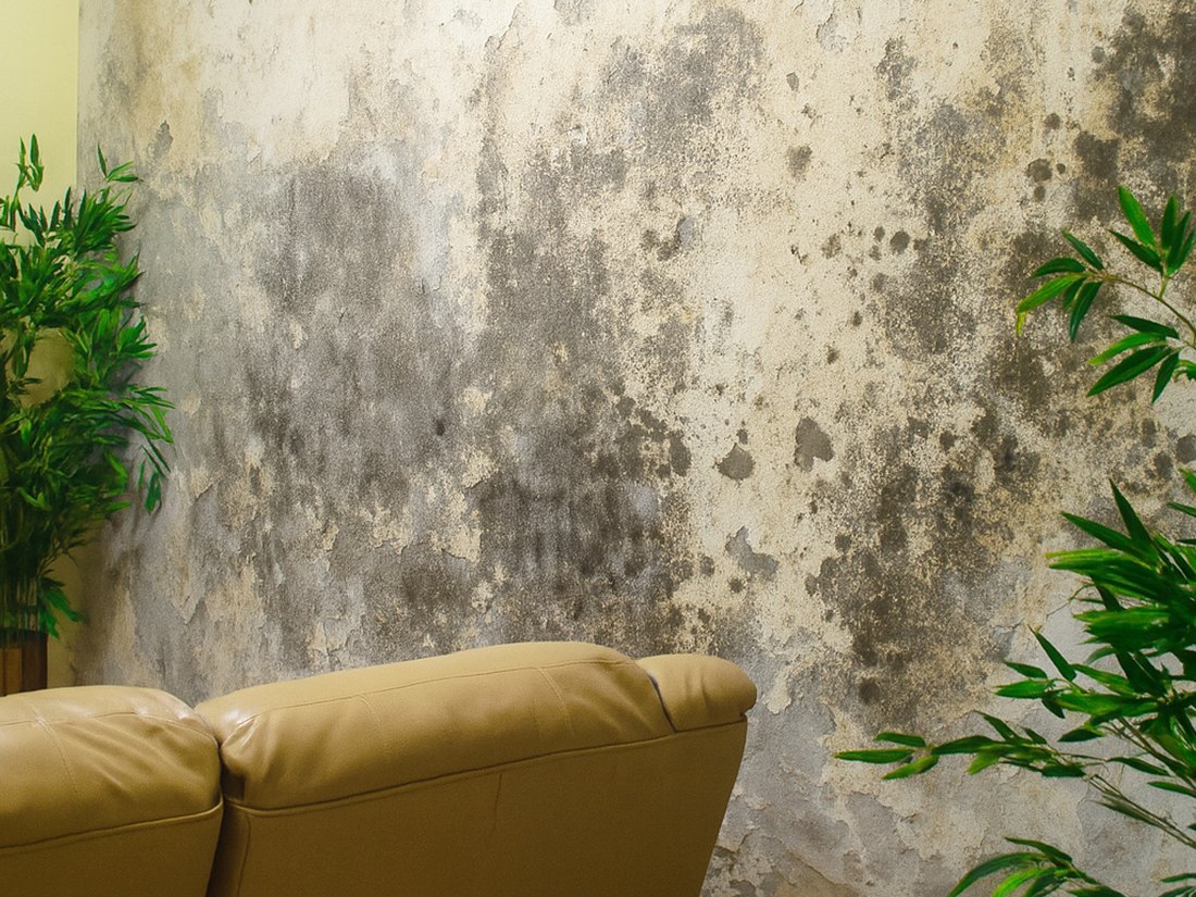 Pared con humedad y moho severos — antes