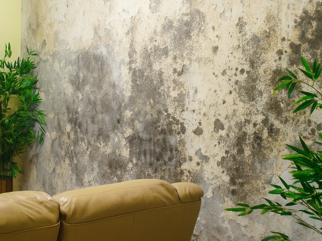 Pared con humedad y moho severos — antes